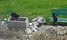 Inwazja kotów na Wysockiego. "Wszędzie są pchły"