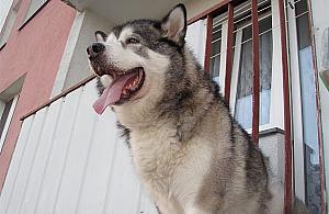 Pies utknął na balkonie. Akcja strażaków na Kwitnącej