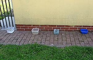 Wystawmy wodę dla zwierząt!