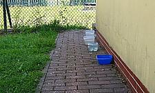 Wystawmy wodę dla zwierząt!