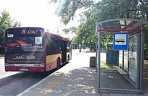 Dzikie psy wędrują po Bukowie?