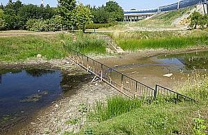 Starorzecze Wisły na Kępie Potockiej znika w oczach