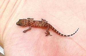 Nielegalny imigrant na Białołęce