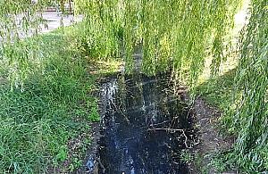Strumień płynący przez Chomiczówkę cuchnie szambem