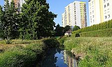 Strumień płynący przez Chomiczówkę cuchnie szambem