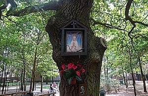 Kto powiesił kapliczkę na dębie z okazji Millennium?