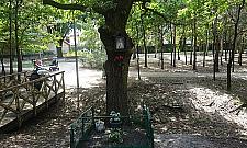 Kto powiesił kapliczkę na dębie z okazji Millennium?