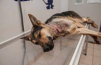 Szukamy dewianta, który zabił psa! DRASTYCZNE ZDJĘCIA