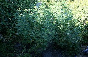 Posadzili na Bielanach marihuanę