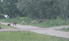 Jabłonna: krwawe łowy w blasku Księżyca