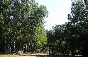 Plaga kleszczy w parkach