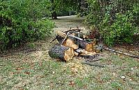 Wycinają drzewa w parku Wiecha. Dlaczego?