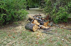 Wycinają drzewa w parku Wiecha. Dlaczego?