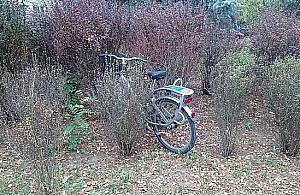 Krótka historia uratowanego veturilo