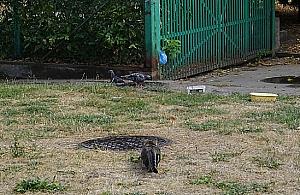 Polowanie wolskiego kota