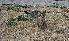 Polowanie wolskiego kota