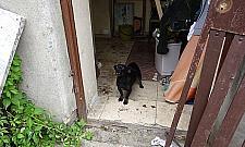 Dzicy lokatorzy solą w oku mieszkańców Lazurowej