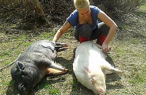 Takie rzeczy tylko w Wawrze - hotel dla psów i...świń