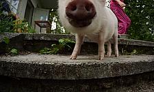 Takie rzeczy tylko w Wawrze - hotel dla psów i...świń