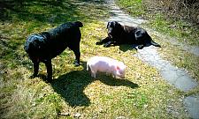 Takie rzeczy tylko w Wawrze - hotel dla psów i...świń