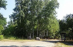 Las Bródnowski wysechł i trzeba było wyciąć drzewa