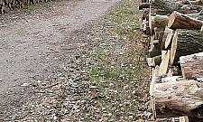 Las Bródnowski wysechł i trzeba było wyciąć drzewa