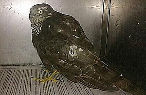 Rzadki ptaszek trafił się na Bemowie