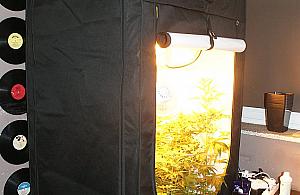 Założył hodowlę marihuany, wpadł przez sąsiadów