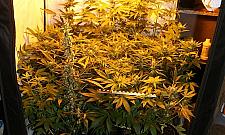 Założył hodowlę marihuany, wpadł przez sąsiadów