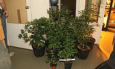 Założył hodowlę marihuany, wpadł przez sąsiadów