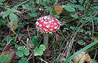 Przepiękne muchomory z Lasu Bródowskiego