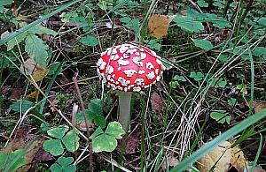 Przepiękne muchomory z Lasu Bródowskiego