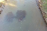 Kto widział bródnowskiego bobra? Nietypowy list gończy