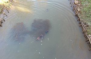 Kto widział bródnowskiego bobra? Nietypowy list gończy