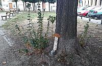 Na Ch�odnej pszczo�y lataj� nisko