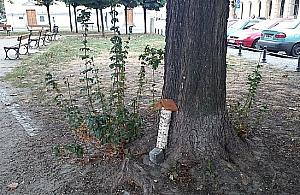 Na Chłodnej pszczoły latają nisko