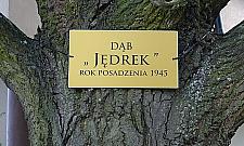 Dąb z Goworowskiej skończył 70 lat!