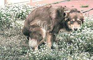 Sprzątaj po psie! Na koszt urzędu