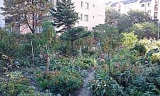 Wojna ogródkowa na Wawrzyszewie