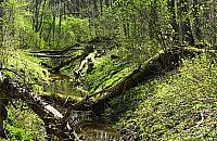 Jak chronić Las Bielański?