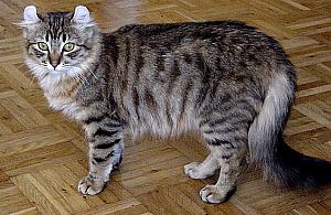 Światowa wystawa kotów na Woli BILETY ROZDANE