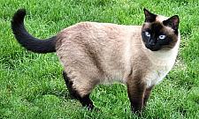 Światowa wystawa kotów na Woli BILETY ROZDANE