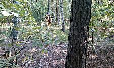 Akcja poszukiwawcza w Wawrze. Dwie noce spędził w lesie