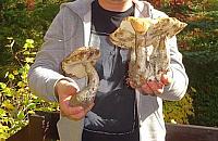 Nie ma grzybów? "Popatrzcie na te ogromne koźlaki"