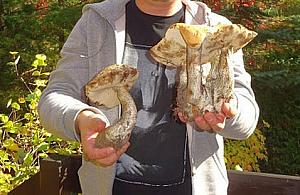 Nie ma grzybów? "Popatrzcie na te ogromne koźlaki"