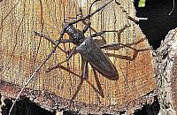 Koziorogi i pachnice rządzą Lasem Bielańskim