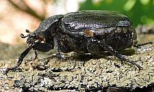 Koziorogi i pachnice rządzą Lasem Bielańskim