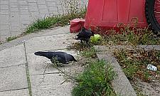 Na Wrzecionie jest wciąż... inaczej