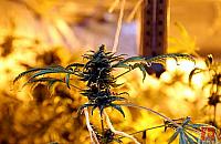 Wielkie, sztuczne pole marihuany na Husarskiej