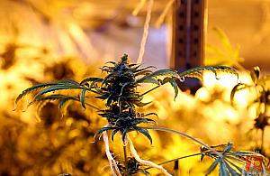 Wielkie, sztuczne pole marihuany na Husarskiej